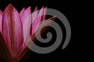 Exotic Hot Pink Water Lily flower Macro.