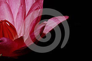 Exotic Hot Pink Water Lily flower Macro.