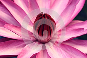 Exotic Hot Pink Water Lily flower Macro.