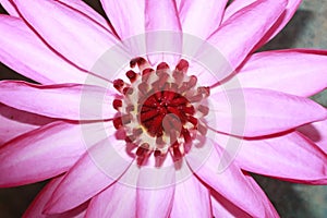 Exotic Hot Pink Water Lily flower Macro.