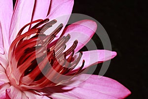 Exotic Hot Pink Water Lily flower Macro.