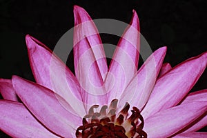 Exotic Hot Pink Water Lily flower Macro.