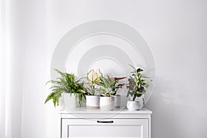 Exotic houseplants with beautiful leaves on chest of drawers at home