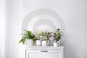 Exotic houseplants with beautiful leaves on chest of drawers at home photo