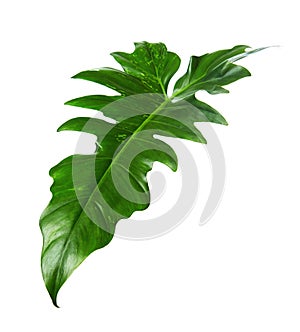 Exotic Hybrid Philodendron leaf, Green leaves of Philodendron isolated on white background