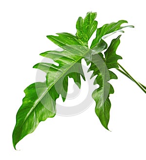 Exotic Hybrid Philodendron leaf, Green leaves of Philodendron isolated on white background