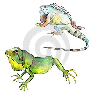 Exotic iguana wild animal. Watercolor background illustration set. Isolated reptilia illustration element.