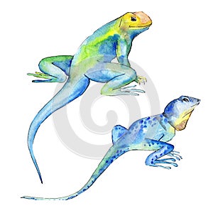 Exotic iguana wild animal. Watercolor background illustration set. Isolated reptilia illustration element. photo