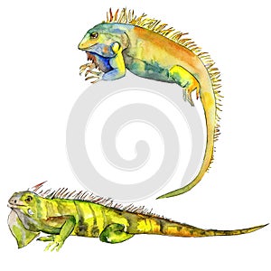 Exotic iguana wild animal in a watercolor style. Background illustration set. Isolated reptilia illustration element. photo