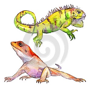 Exotic iguana wild animal in a watercolor style. Background illustration set. Isolated reptilia illustration element. photo