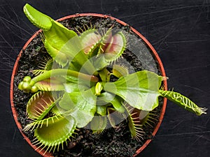 Exotic insect-eating predator flower Venus flytrap isolated on b