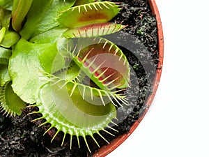 Exotic insect-eating predator flower Venus flytrap isolated on b