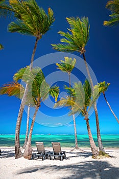 Exotic island beach with palm trees on the Caribbean Sea shore, summer tropical holiday
