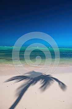 Exotic island beach with palm trees on the Caribbean Sea shore, summer tropical background