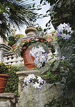 Exotic Italian garden flowers in terra cotta planters