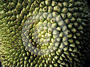 Exotic jackfruit surface