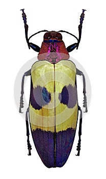 Exotic jewel beetle Chrysochroa buqueti from Thailand