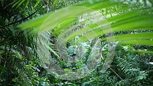 Exotic jungle rainforest tropical atmosphere. Fern, palms and fresh juicy frond leaves, amazon dense overgrown deep