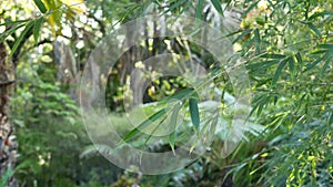 Exotic jungle rainforest tropical atmosphere. Fern, palms and fresh juicy frond leaves, amazon dense overgrown deep