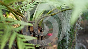 Exotic jungle rainforest tropical atmosphere. Fern, palms and fresh juicy frond leaves, amazon dense overgrown deep