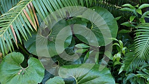 Exotic jungle rainforest tropical atmosphere. Fern, palms and fresh juicy frond leaves, amazon dense overgrown deep