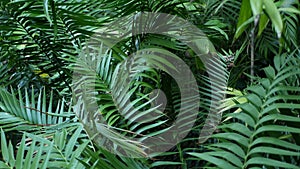 Exotic jungle rainforest tropical atmosphere. Fern, palms and fresh juicy frond leaves, amazon dense overgrown deep