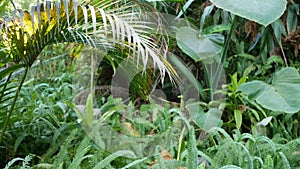 Exotic jungle rainforest tropical atmosphere. Fern, palms and fresh juicy frond leaves, amazon dense overgrown deep