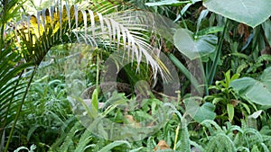 Exotic jungle rainforest tropical atmosphere. Fern, palms and fresh juicy frond leaves, amazon dense overgrown deep