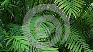 Exotic jungle rainforest tropical atmosphere. Fern, palms and fresh juicy frond leaves, amazon dense overgrown deep