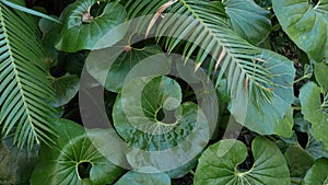 Exotic jungle rainforest tropical atmosphere. Fern, palms and fresh juicy frond leaves, amazon dense overgrown deep