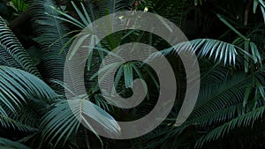 Exotic jungle rainforest tropical atmosphere. Fern, palms and fresh juicy frond leaves, amazon dense overgrown deep