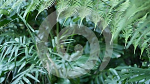 Exotic jungle rainforest tropical atmosphere. Fern, palms and fresh juicy frond leaves, amazon dense overgrown deep