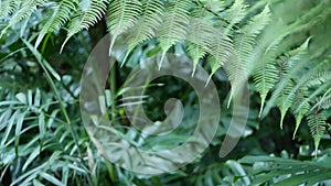 Exotic jungle rainforest tropical atmosphere. Fern, palms and fresh juicy frond leaves, amazon dense overgrown deep