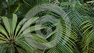 Exotic jungle rainforest tropical atmosphere. Fern, palms and fresh juicy frond leaves, amazon dense overgrown deep