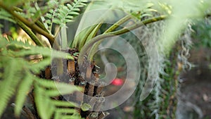 Exotic jungle rainforest tropical atmosphere. Fern, palms and fresh juicy frond leaves, amazon dense overgrown deep