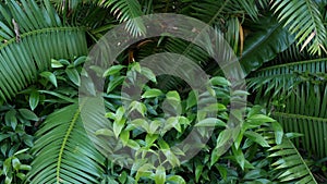 Exotic jungle rainforest tropical atmosphere. Fern, palms and fresh juicy frond leaves, amazon dense overgrown deep