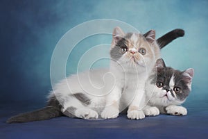 Exotic kittens play on a blue background