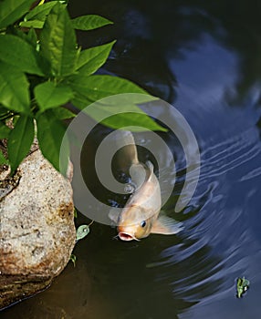 Exotic Koi fish carp swimming in pond