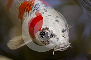 Exotic Koi fish carp swimming in pond
