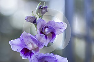 Exotic large purple flowering spikes of gladiolus Passos photo