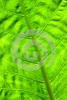 Exotic leaf close up