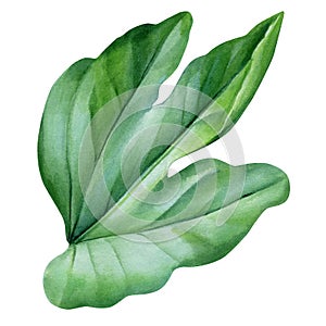 Exotic leaf, green passion fruit leaf on isolated background watercolor botanical illustration, hand drawing