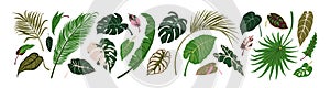 Exotic leaf set. Tropical jungle leaves. Green foliage plants, palm, monstera, banana. Natural eco design elements