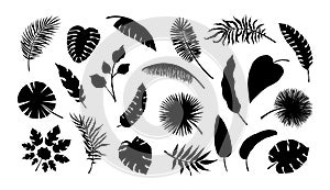 Exotic leaf silhouette. Tropical monstera and banana tree branches. Black and white coconut palm fronds. Summer foliage. Isolated