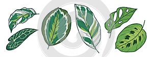 Exotic leaf vector drawings of Monstera Adansonii, Calathea Medallion, Medaillon, White Fusion, Pothos and Anthurium