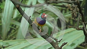Exotic little colorful pet bird Lady Gouldian finch jumping from tree branch