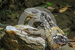 Exotic lizard dragon relaxing in the sun on a rock