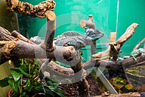 Exotic lizard in the terrarium photo