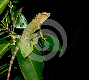 Exotic lizzard from Sri Lanka