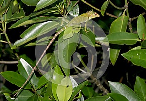 Exotic lizzard on the tree